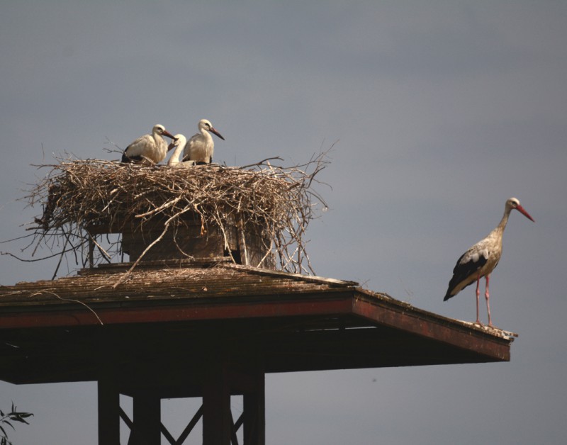 La Cicogna bianca nel Parco Nazionale del Gargano una storia di successo